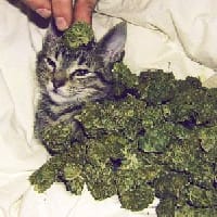 sonyaisnotreal на we.ua