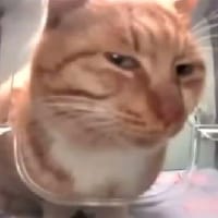 cонік на we.ua