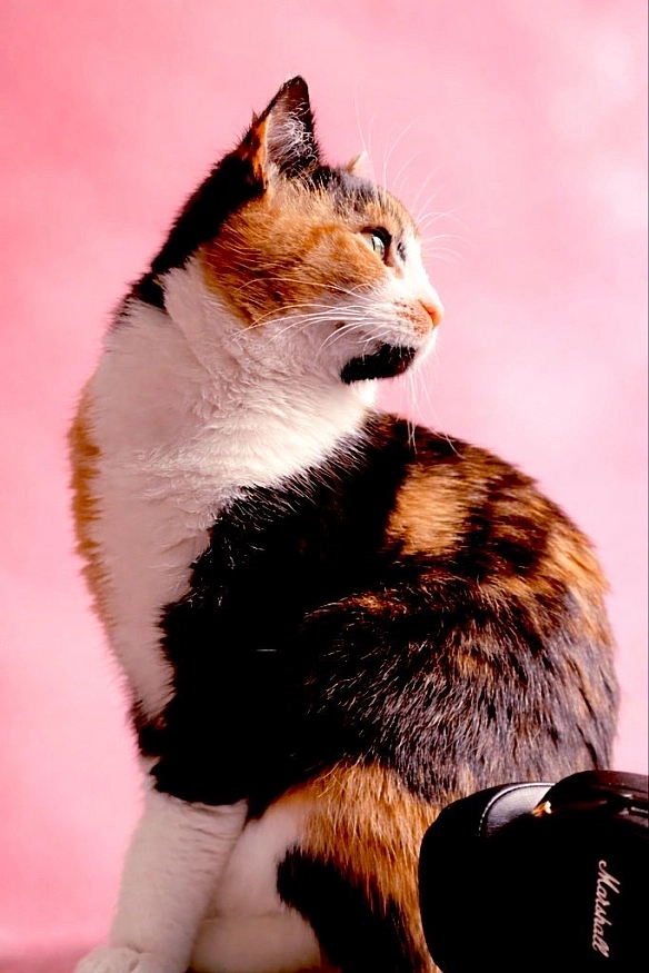 Моя киця - Санна Мана на we.ua