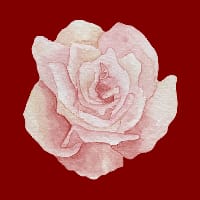 Тетяна Троянда на we.ua