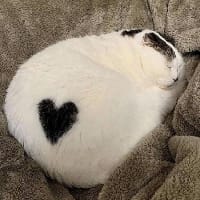 Bun with a blood на we.ua