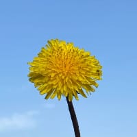 Стрілець Анастасія на we.ua