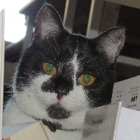 Nocturnal Creature на we.ua