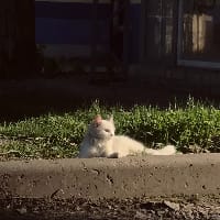 Сухоносова Аліса на we.ua