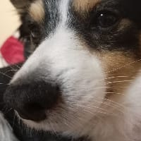 Dog with a blog на we.ua