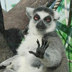 Grogu Kurwovic - we.ua