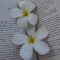 setarille на we.ua