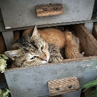 сінемато_графиня на we.ua