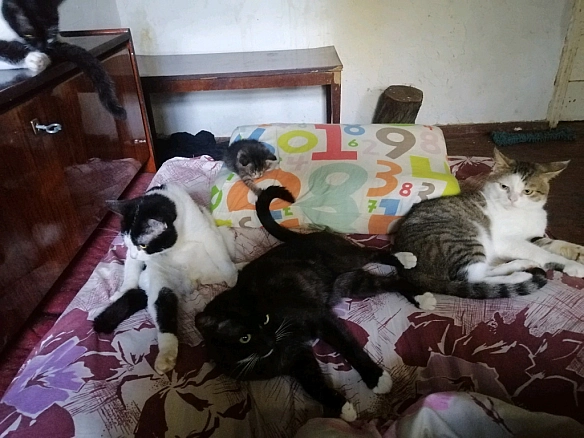 Моя котяча родина - Анна Янковая на we.ua