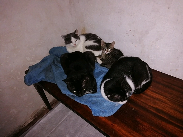 Втома, що не минає. Відчай, що не зникає.День — робота. Вечір — притулок. Я повертаюся додому, де чекають хвости. Мабуть, ... - Анна Янковая on we.ua