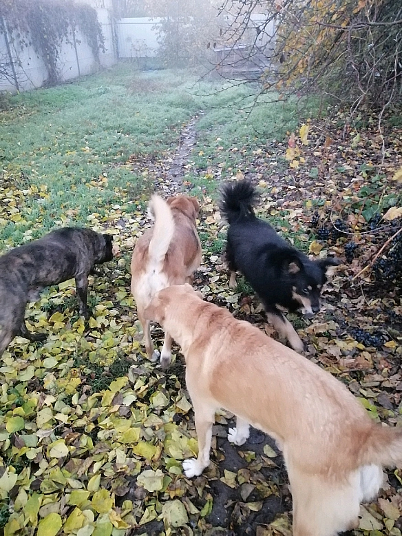 🍂 Листопадовий ранок. Повітря свіже й прозоре, кроки шарудять опалим листям. А хвости поруч — радіють кожному променю сонця, ніб... - Анна Янковая on we.ua