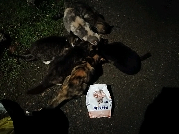 ❄️ Зима на порозі… а ми без захисту ❄️ Я щодня прихожу з роботи і дивлюся в очі врятованим тваринам і питаю себе: як їх убере... - Анна Янковая on we.ua