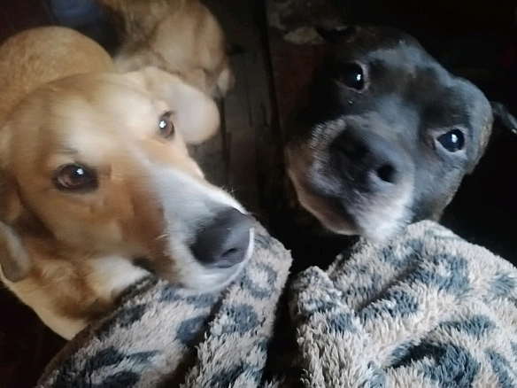 🆘 Термінова допомога притулку для тваринЯ залишилась в Україні. І разом зі мною — коти та собаки які не мали іншого шансу. М... - Анна Янковая on we.ua