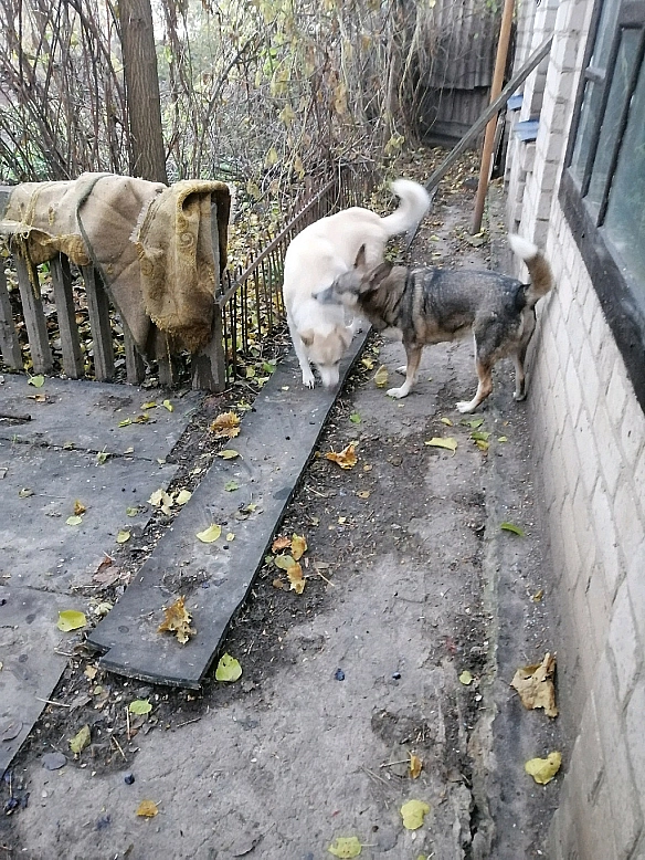 🐾 Заклик до підтримки притулку у воєнні дніУ ці надскладні воєнні дні я щодня борюсь не лише за життя тварин, а й за віру в лю... - Анна Янковая on we.ua
