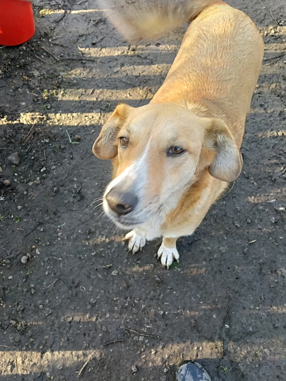 ❄️ Зима в розгарі. Морози вже на порозі. Собаки й коти тремтять від холоду. Будинок аварійний, будок немає, корму бракує. Ми б... - Анна Янковая on we.ua