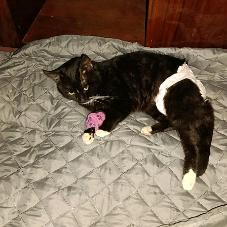 🐾 Терміново потрібна допомога! Друзі, звертаюся до всіх небайдужих. У моєму притулку захворів котик Барсік, йому лише 5 років.... - Анна Янковая on we.ua