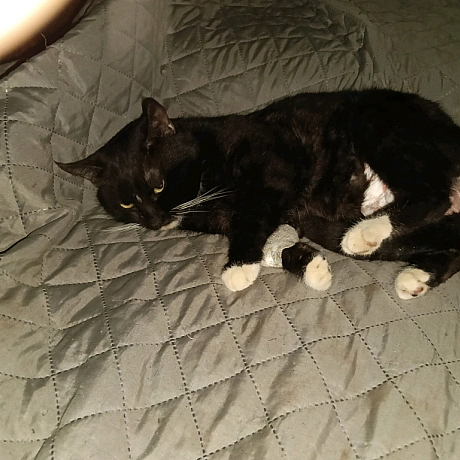 💔 ТЕРМІНОВО! БАРСІКУ ПОТРІБНА ВАША ДОПОМОГА!​Я просто розриваюся на частини... Здається, що проблеми накривають одна за одною, ... - Анна Янковая on we.ua