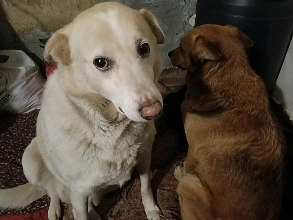 Світ мовчить, а я кричу всередині. Війна розриває простір, і навіть тиша здається вибухом. Мій притулок тримається на нитці — тв... - Анна Янковая on we.ua