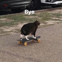 місячне кошеня на we.ua